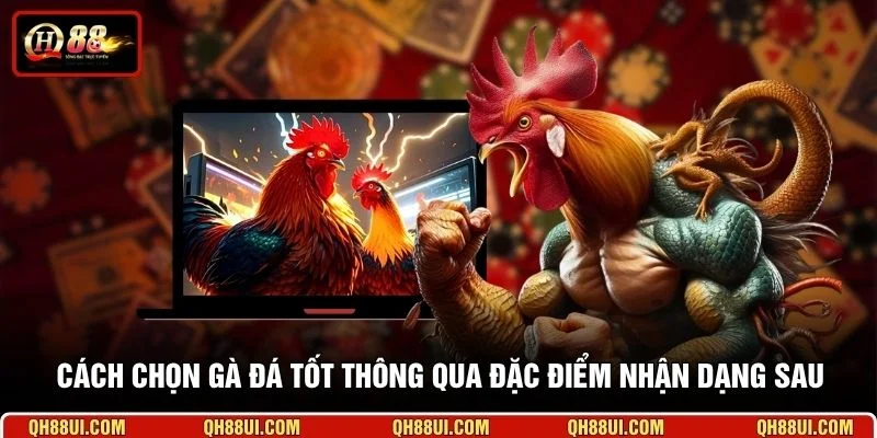 Cách chọn gà đá tốt thông qua đặc điểm nhận dạng sau 